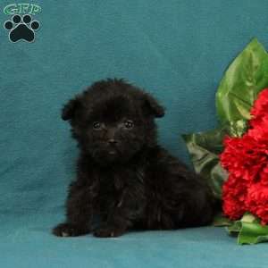 Gus, Maltipoo Puppy